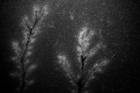 Snow trees B&W Snow trees B&W